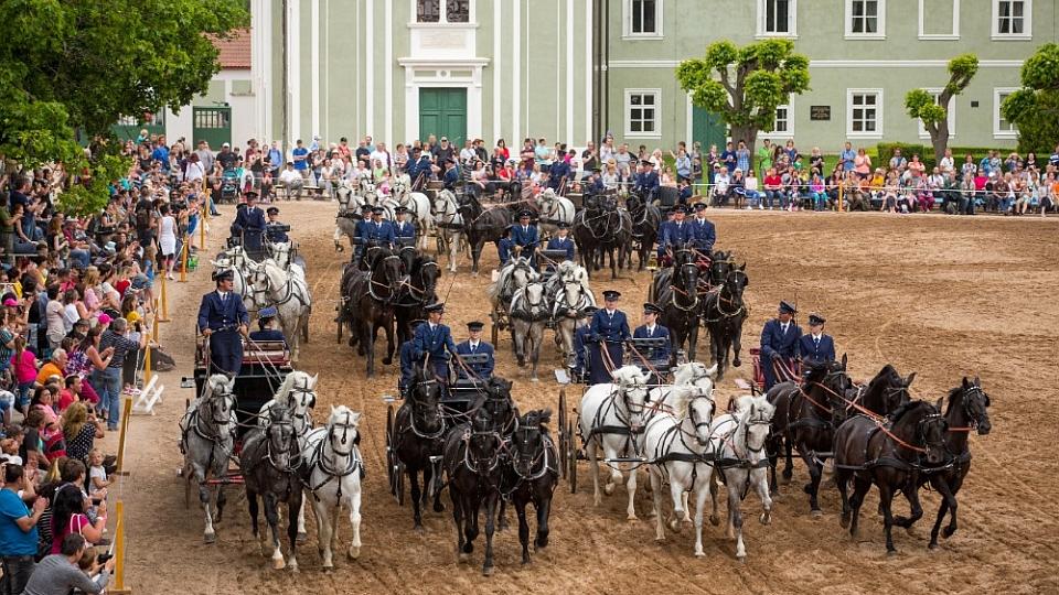 Oslavy 440. výročí přilákaly na Den starokladrubského koně 3000 diváků