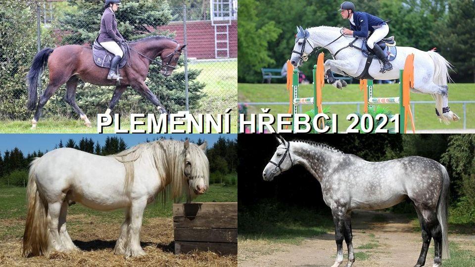 Katalog plemenných hřebců 2021 na Jezdci.cz napříč chovatelskými svazy