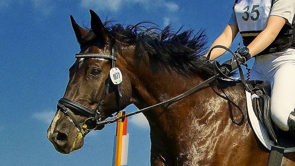Daň za pokrok. ČJF vysvětluje rozhodnutí o změně startovních čísel